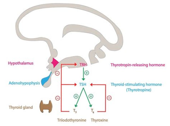 Does TSH stimulate calcitonin