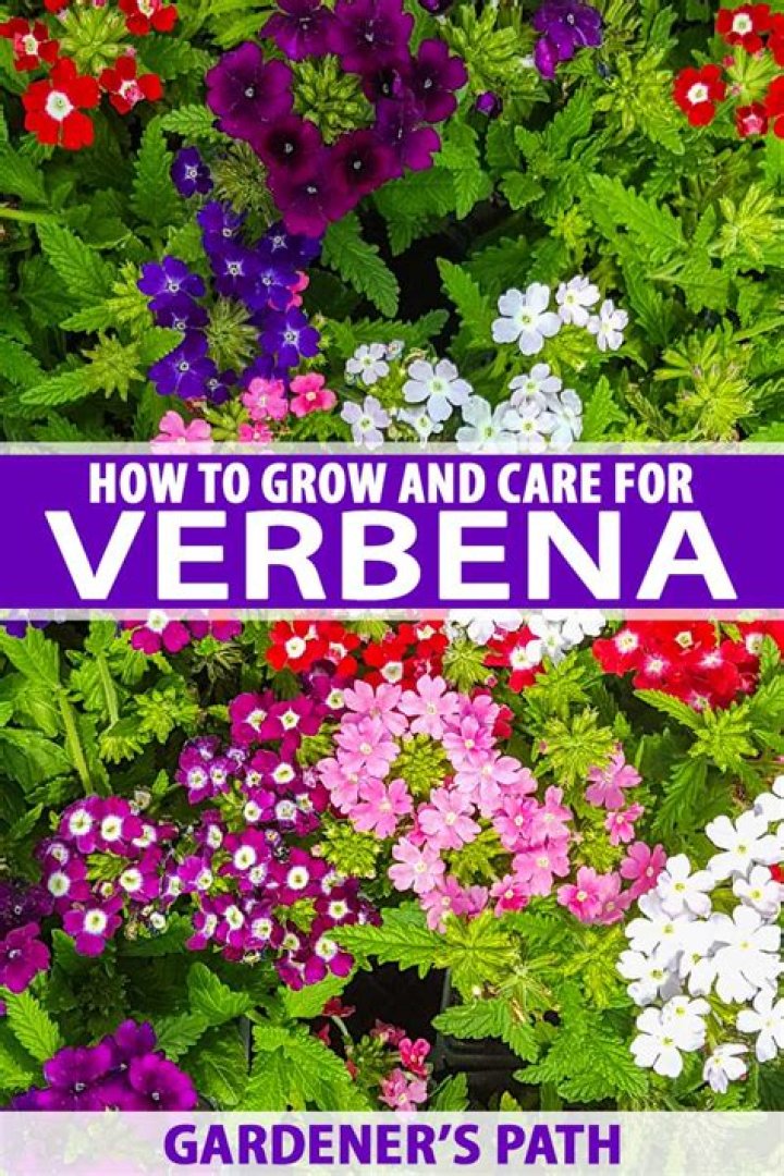 Does verbena come back every year