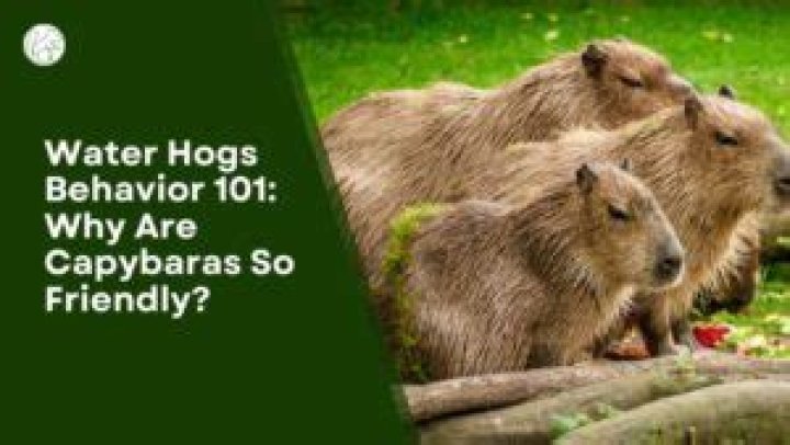 How are capybaras so friendly