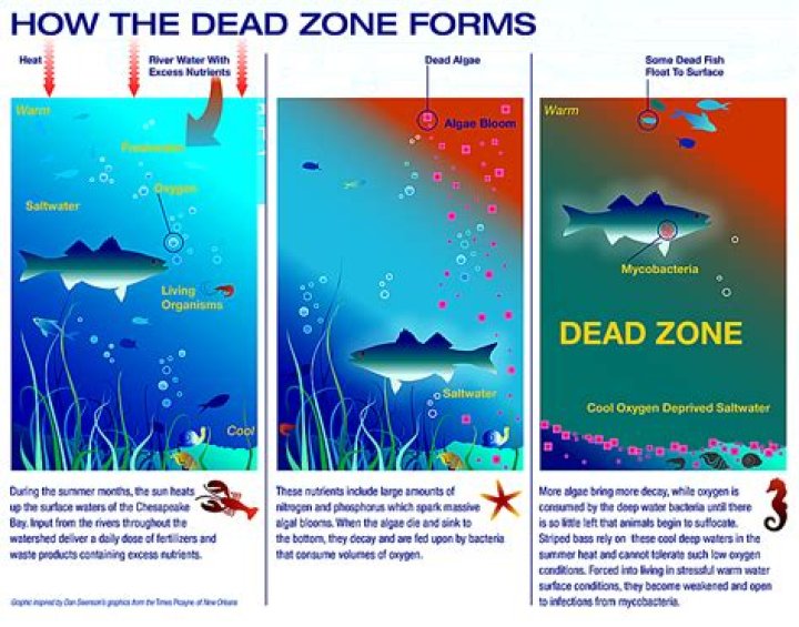 How are dead zones formed quizlet