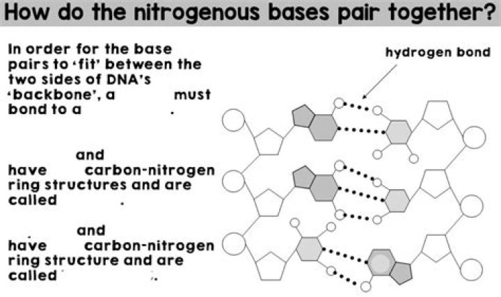 How are nitrogen bases paired