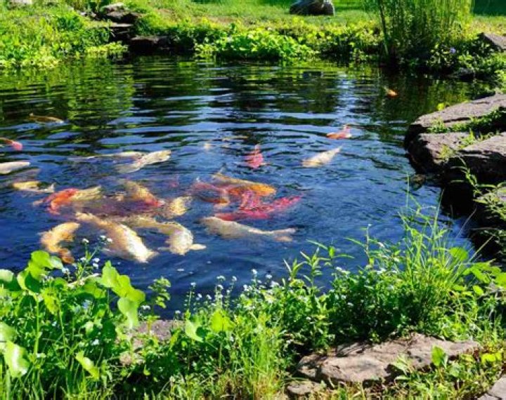 How are the water plants in the pond useful to the fish