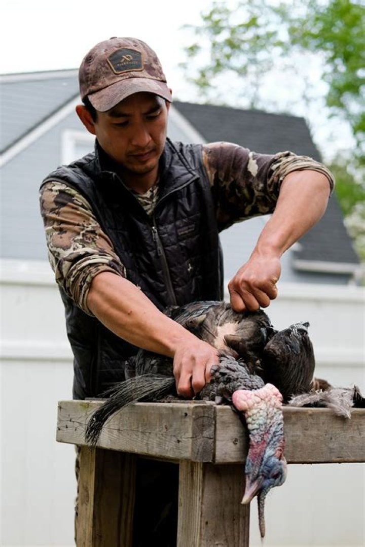 How are turkey feathers harvested