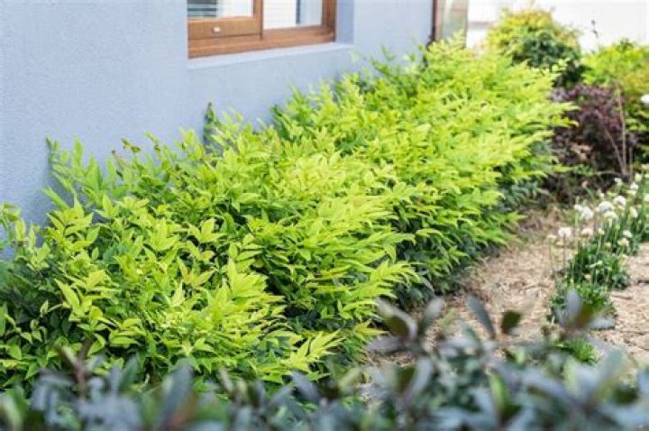 How big do nandina bushes get