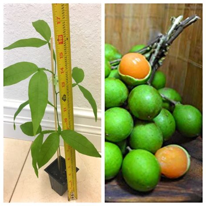 How big do Quenepa trees grow