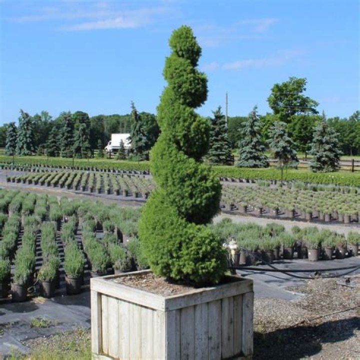 How big does a conica spruce grow
