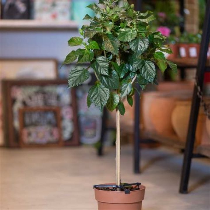 How big does a ficus Moclame grow