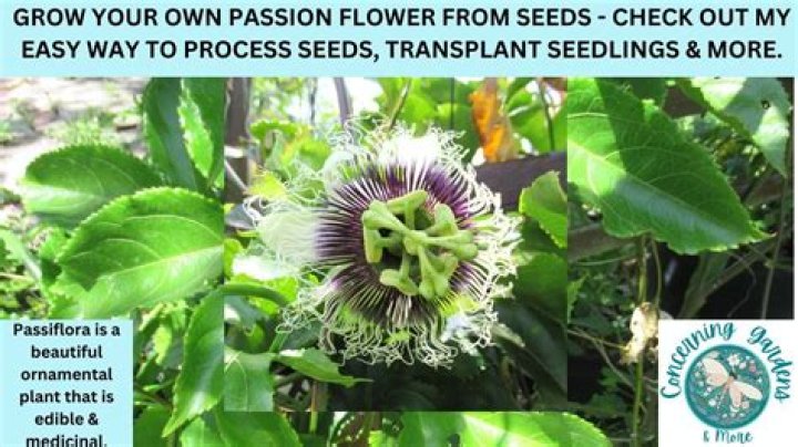 How big does a passion flower get