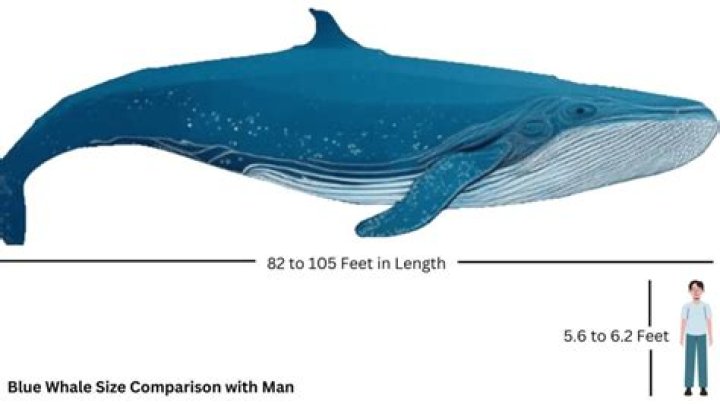 How big is a blue whale in length