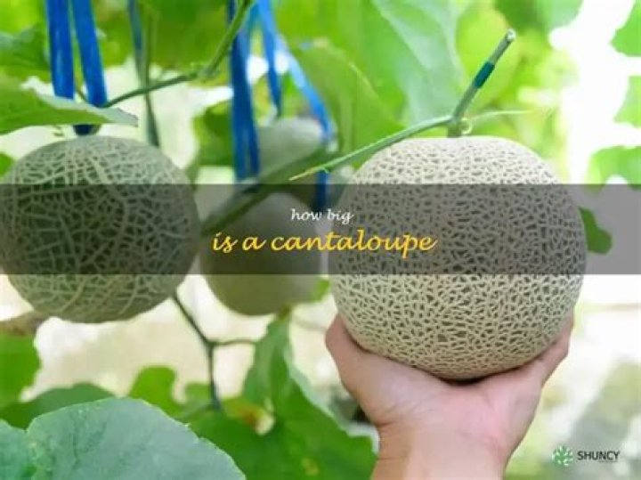 How big is the average cantaloupe