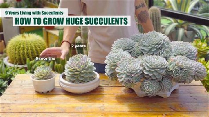 How big should a succulent pot be