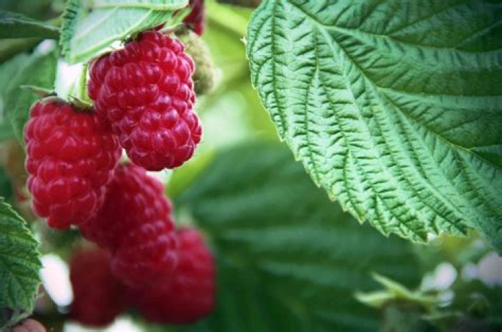 How big will a raspberry bush get