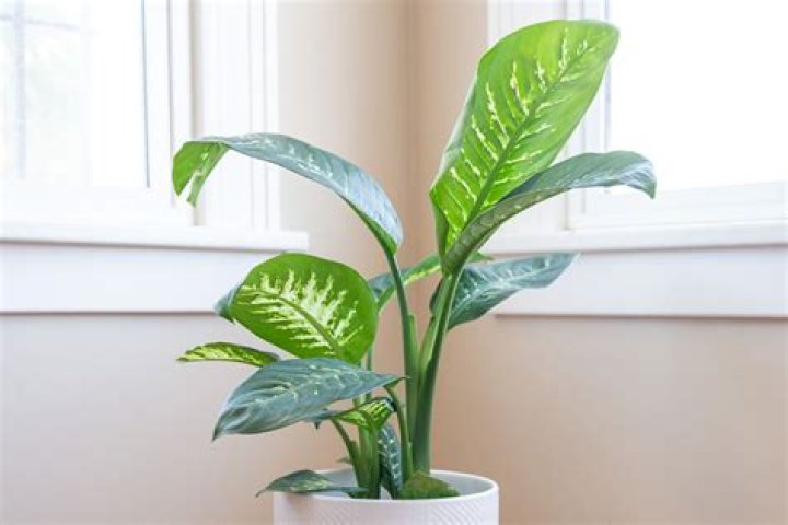 How big will my dieffenbachia get