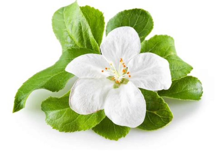 How can I get my flowers to bloom