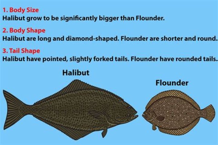 How can you tell halibut from cod