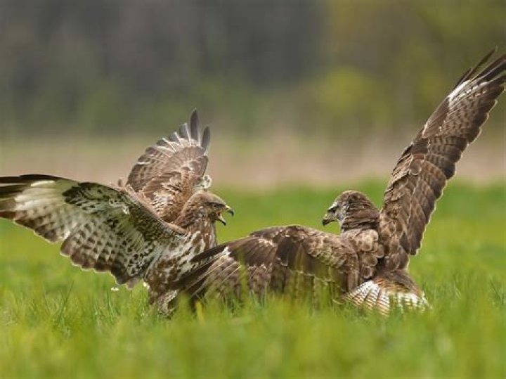 How common are buzzards in the UK
