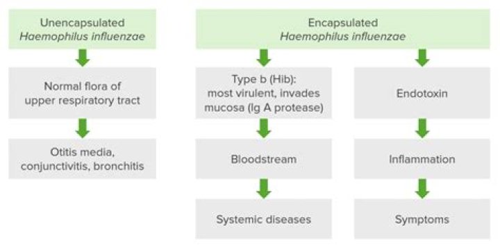 How contagious is Haemophilus influenzae