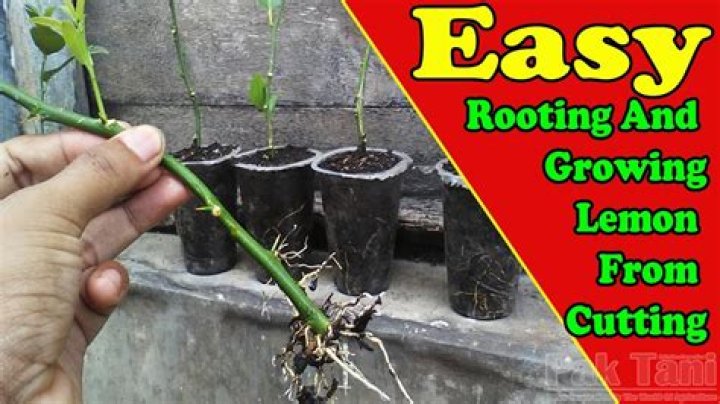 How deep do lemon tree roots grow
