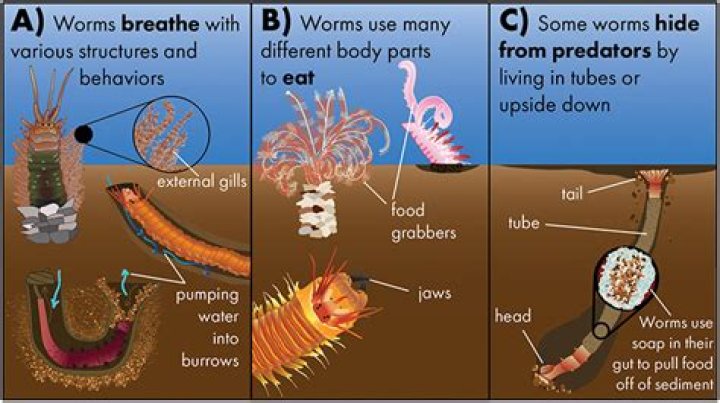 How did roundworms get their name
