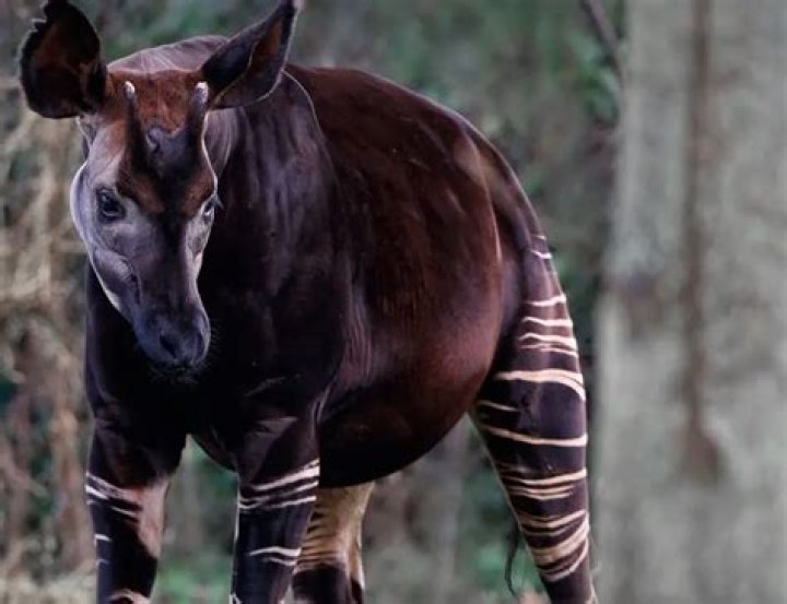 How did the okapi get its stripes