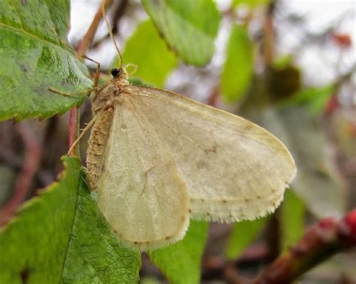 How did winter moths get here