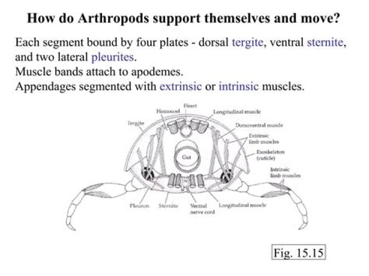 How do arthropods hunt