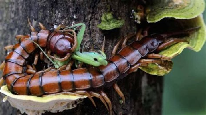 How do centipedes catch their prey