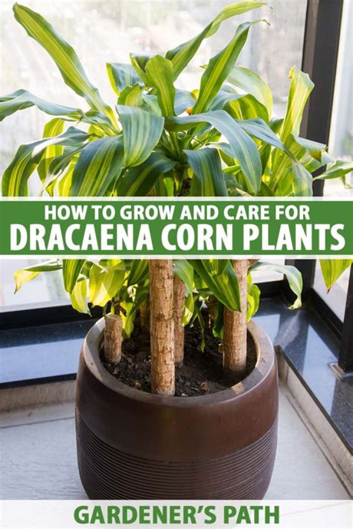 How do Dracaena fragrans grow