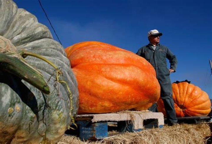 How do giant pumpkins grow so big
