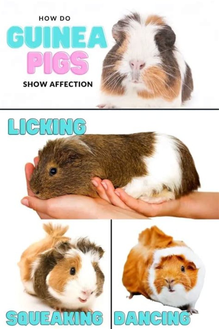 How do guinea pigs show affection