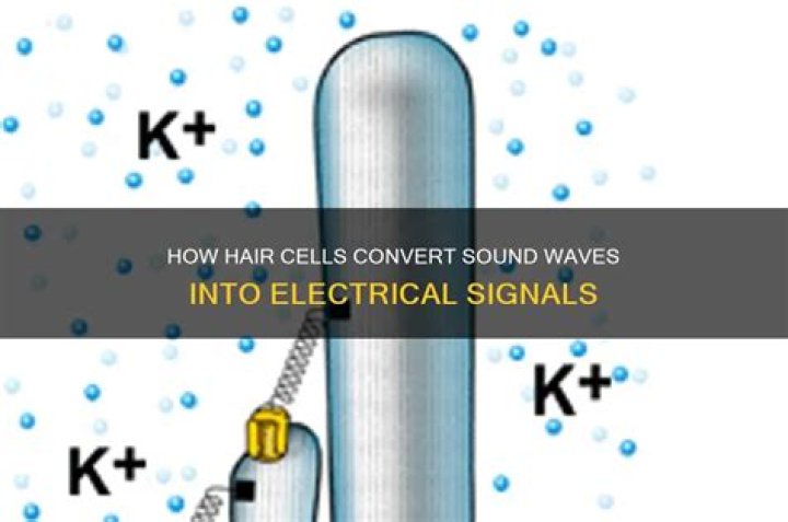 How do hair cells transduce sound
