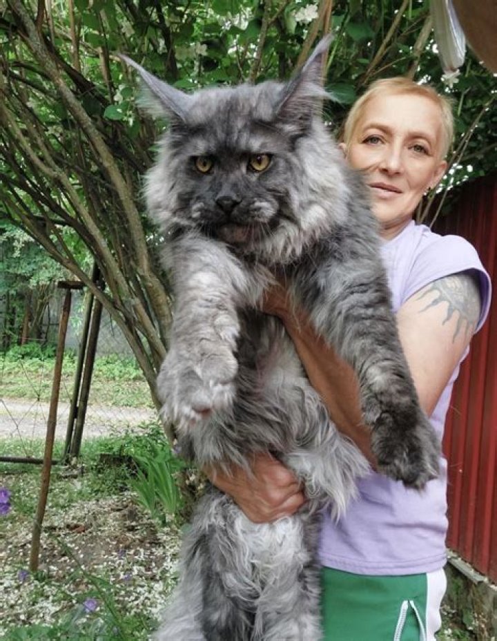 How do I get a Maine coon kitten