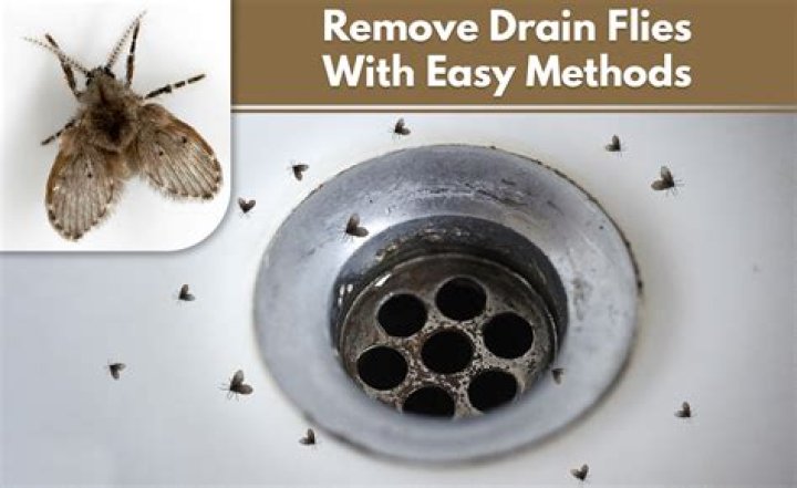 How do I get rid of bugs in my sink drain