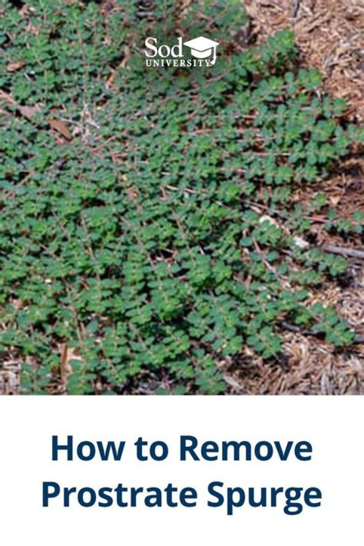 How do I get rid of prostrate spurge in my lawn