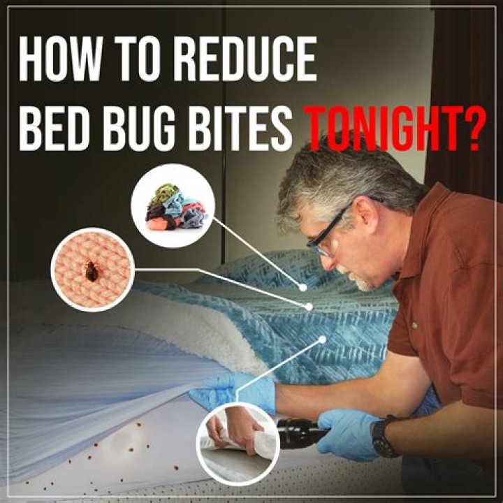 How do I get rid of small bugs in my room