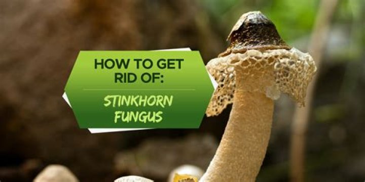 How do I get rid of Stinkhorn