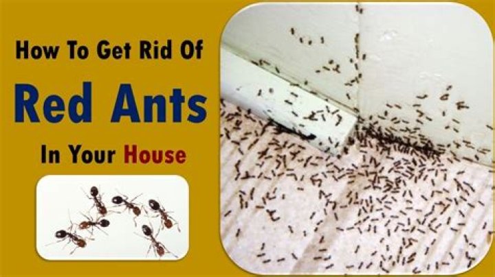 How do I get rid of tiny red ants