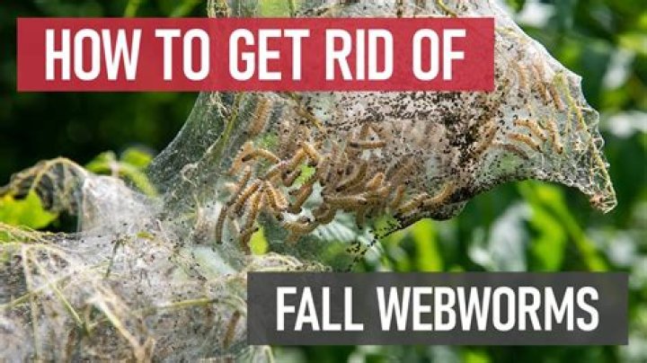 How do I get rid of web worms