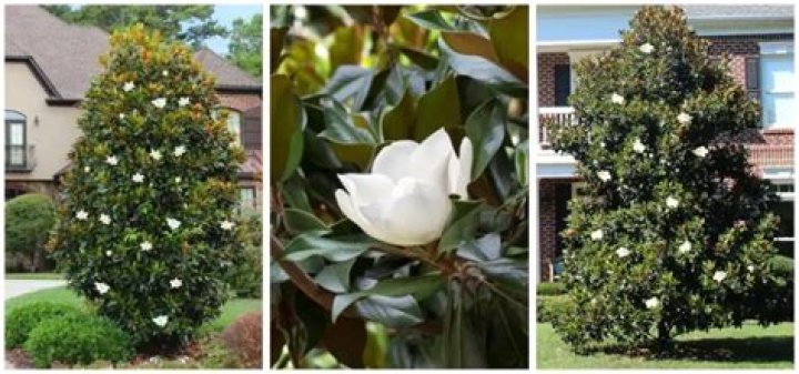 How do I identify a magnolia tree