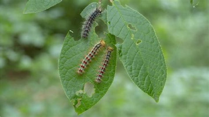 How do I keep gypsy moth caterpillars off my tree