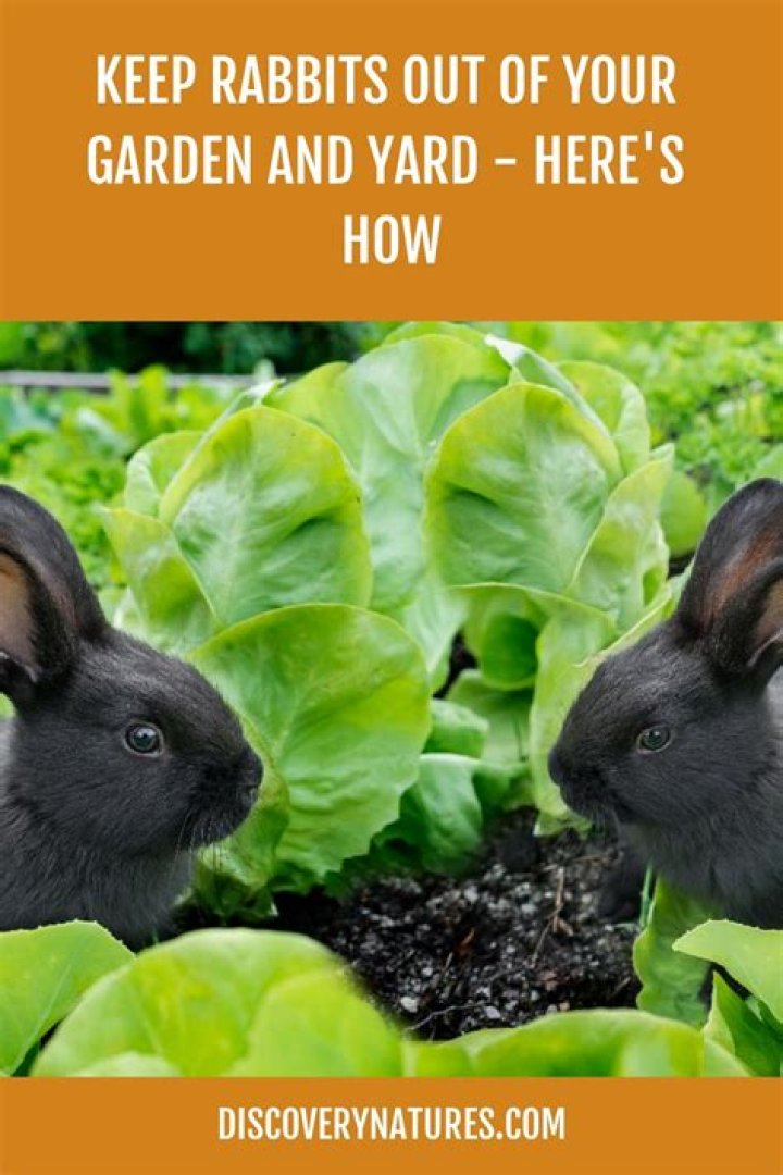 How do I keep rabbits out of my herb garden
