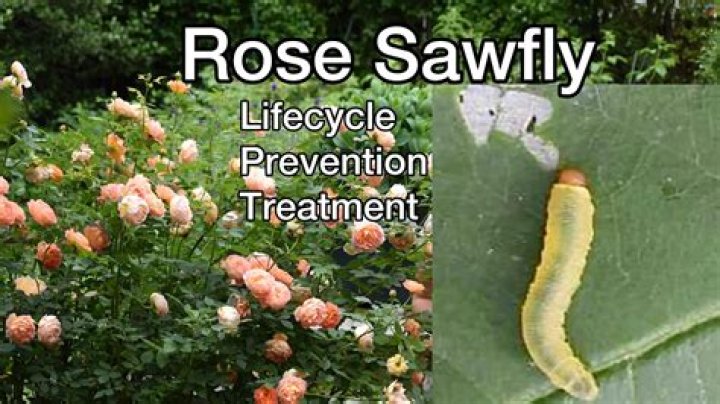 How do I keep sawfly off my roses