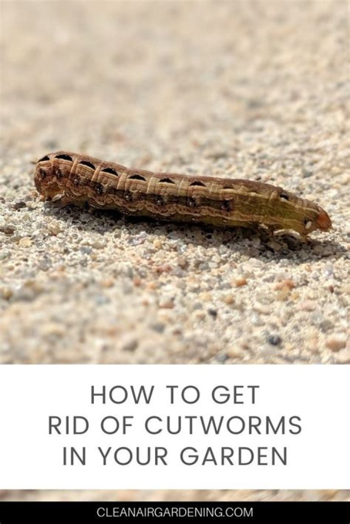 How do I kill cutworms in my lawn