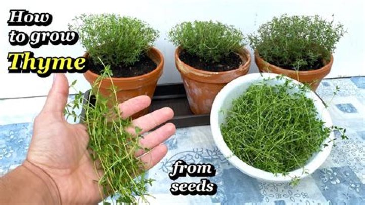 How do I prepare thyme for the winter