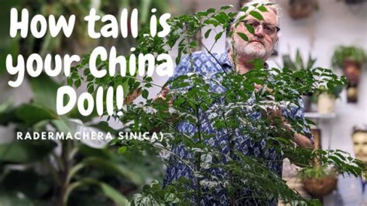 How do I trim my China doll plant