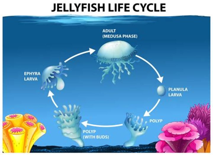 How do jellyfish know where to go