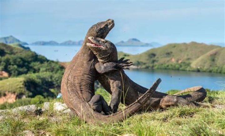 How do Komodo dragons breathe