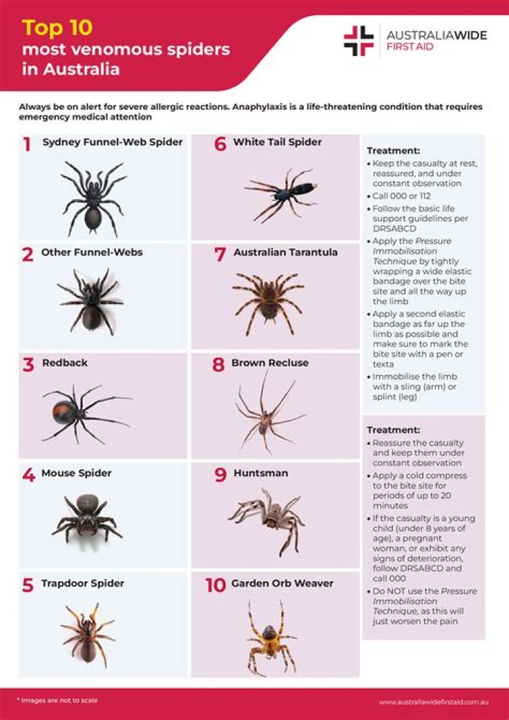 How do spiders control their legs