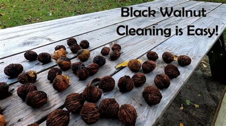 How do walnuts fix wood