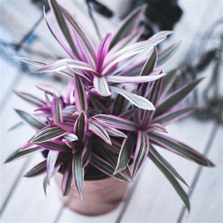 How do you care for a Rhoeo plant